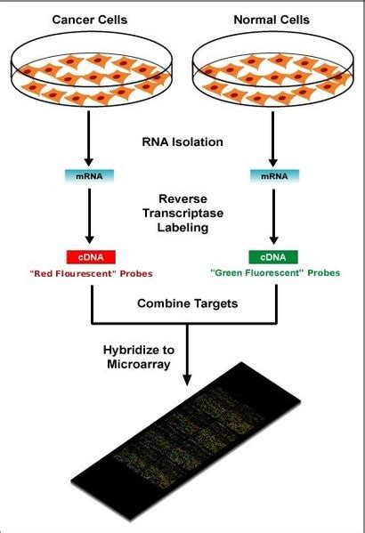 How Are Dna Microarrays Used In The Study Of Genomics Pediaacom