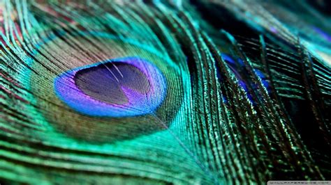 Peacock Feather Wallpapers Top Free Peacock Feather Backgrounds Wallpaperaccess