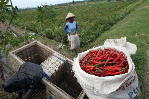 Sumbar Berkomitmen Perkuat Produksi Dan Hilirisasi Pertanian