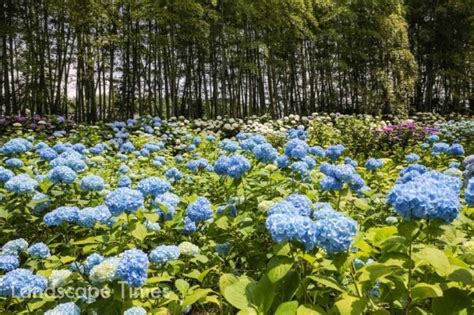 6월 가장 아름다운 꽃 “수국 축제 추천 3곳