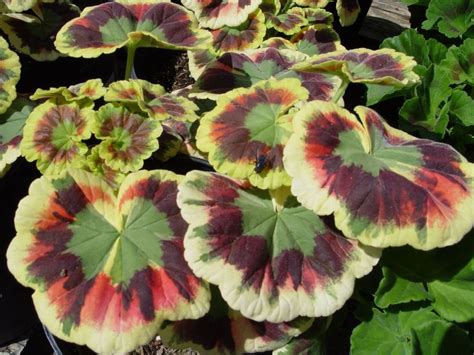 Pelargonium Hortorum Variegated Skies Of Italy 4 Pot Fancy Leaf Geranium Variegated