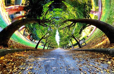 Viale Alberato Foto Immagini Paesaggi Boschi E Foreste Preferite