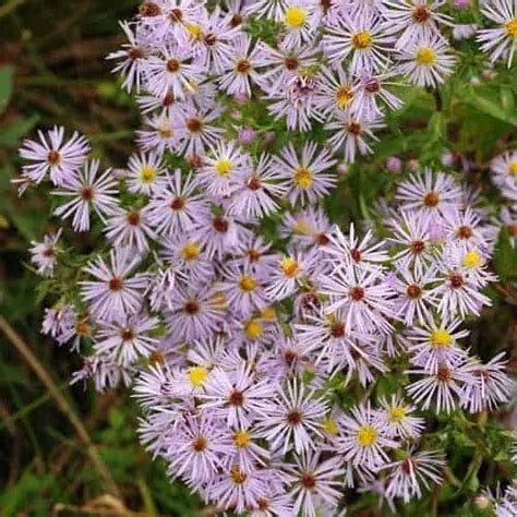 18 Native Flowers to Plant in Florida - Pond Informer