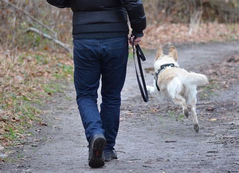 Cologno Monzese Litiga Con Il Proprietario Di Un Cane E Viene Morso