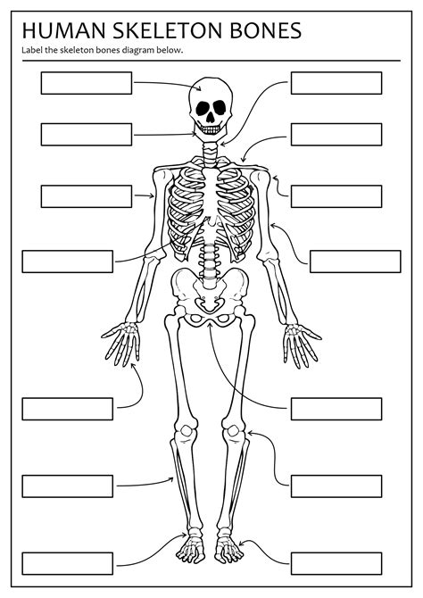 Label The Human Skeleton Worksheet Label Skeleton Worksheet