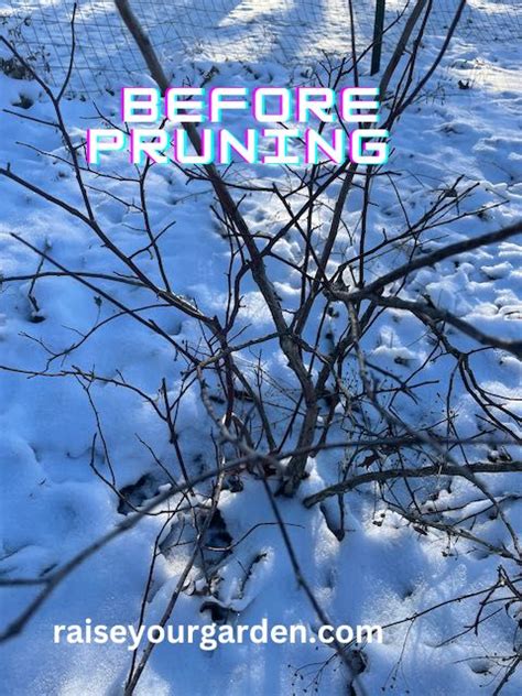 How-to prune blueberry bushes in winter for a more abundant crop ...