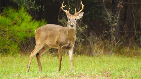 Big Deer Buck with Antlers image - Free stock photo - Public Domain ...