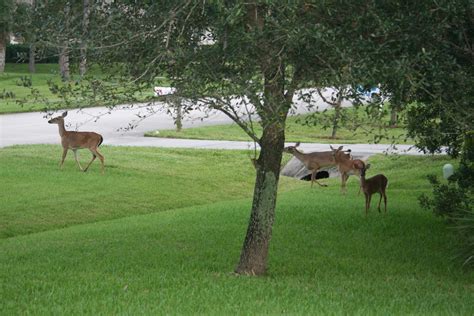 Deer In The Backyard