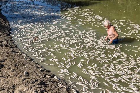 Millions of Dead Fish Clog Australian River | Outdoor Life