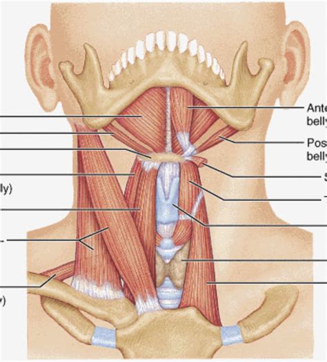 Neck Muscle Diagram Quizlet