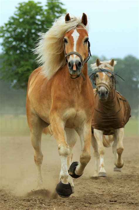 Images Gratuites La Nature Ferme Animal Pâturage Cheval Marron