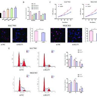 Knockdown Of KLF5 Alleviated Proliferative Ability And Arrested Cell