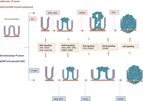 Molecular Markers For Colorectal Cancer Screening Gut