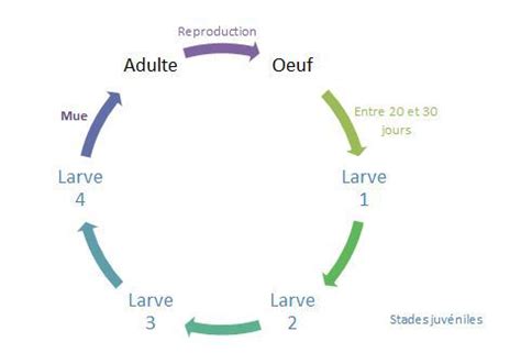 Processus écologiques Biologie Physiologie