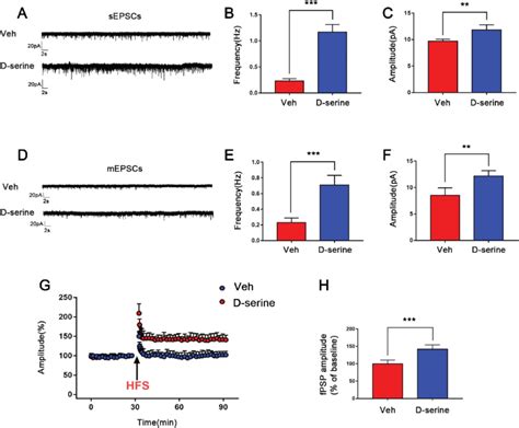 D Serine Treatment Increased The Glutamatergic Synaptic Transmission