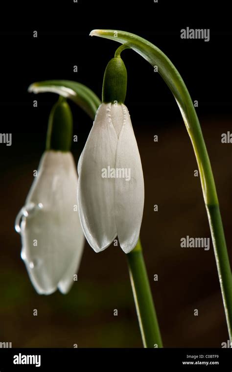 Snowdrops Galanthus Nivalis Stock Photo Alamy