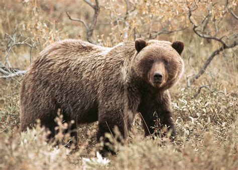 Save The Yellowstone Grizzly