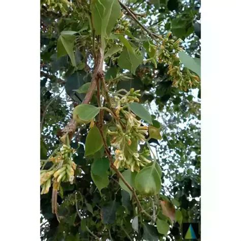 Dalbergia Sissoo (Shisham) Leaves Powder: Uses, Price, Dosage, Side ...