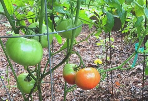 How To Plant And Grow Brandywine Tomatoes In Your Garden