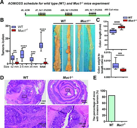 Muc1 Promotes Development And Progression Of Cac A Scheme Showing