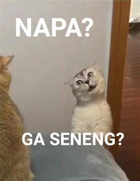 Meme Kucing Ini Wakilkan Amarah Dalam Versi Gemas