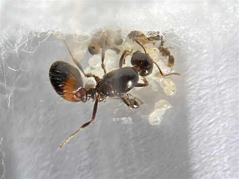 Darkcerebral Solonopsis Richteri Ant Keeping Journals Ants