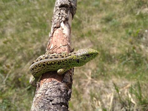 Small Green Lizard On A Dry Branch Stock Image Image Of Spots Cute