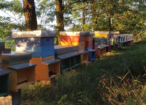 Mielita Beekeeping Miele Italiano