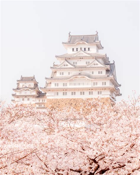 Top 10 Photo Spots For Cherry Blossom In Japan Himeji Castle And