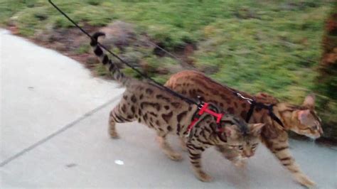 Cheeto And Kona Two Leash Trained Bengals On A Walk Video Youtube