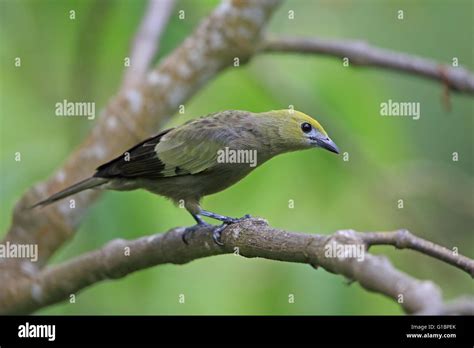 Palm Tanager Thraupis Palmarum Stock Photo Alamy