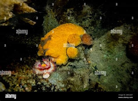 Calcareous Tube Worm Colonial Tunicate Yellow And Golden Dirona In