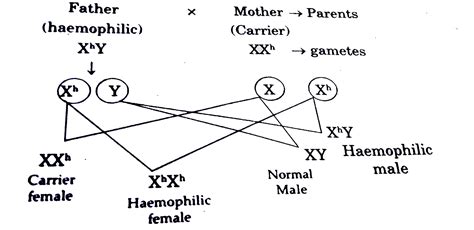 Why Are Human Females Rarely Haemophilic Explain How Do Haemophilic
