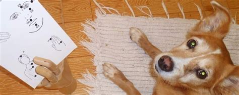 EFT Animal Practitioner | EFT Online Tapping