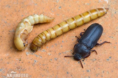 Tenebrio Molitor Pictures Yellow Mealworm Images Nature Wildlife