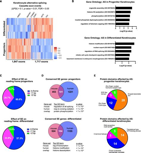 Alternative Mrna Splicing Events And Regulators In Epidermal Differentiation Cell Reports