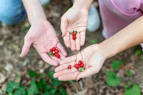 Premium Photo | Young couple picking wild berries in woods