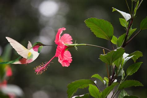 Do Hummingbirds Like Hibiscus Flowers? A Short Guide for Easier ...