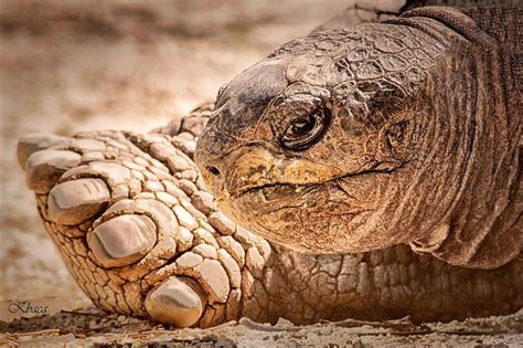 Galapagos Tortoise