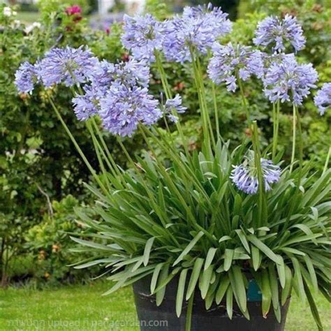 อะกาแพนทส ตนอะกาแพนทส Agapanthus Blue African l โดยShopping by lewat