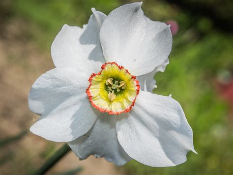 Bloom Narcissus Flower Free Photo On Pixabay Pixabay