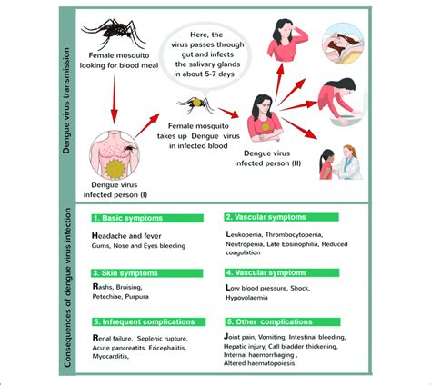 Dengue Virus Infection Download Scientific Diagram