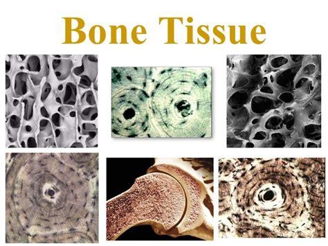 Bone Tissue Diagram Quizlet