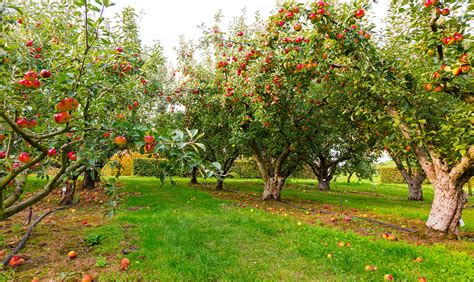 Actewagl Evhub Apple Picking Adventure At Bilpin Fruit Bowl