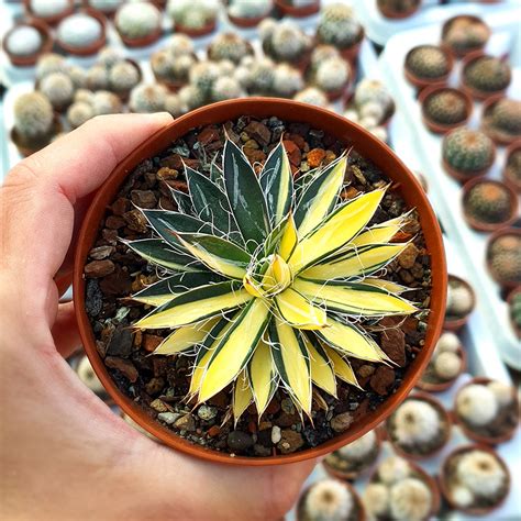 AGAVE FILIFERA VARIEGATA