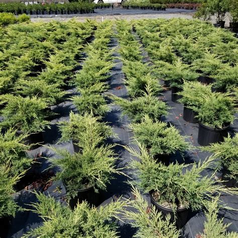 Juniperus Chinensis Gold Lace Pp Gold Lace Juniper From Gilmore