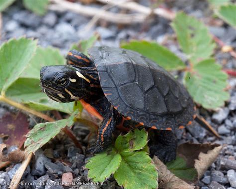 Painted Turtle – Chrysemys picta – Ontario Turtle Conservation Centre