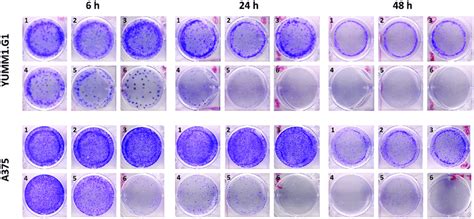 Representative Qualitative Clonogenic Cell Survival Assay In Murine