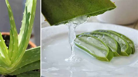 Merveilleuses Utilisations De Laloe Vera La Recette Parfaite