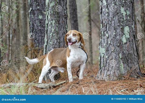 Perro De Caza Del Conejo Del Beagle Georgia Foto De Archivo Imagen